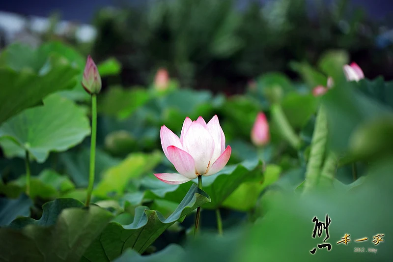 姑娘廟三樹路荷花池|三峽北大蓮花季|三峽北大私房賞花景點