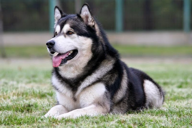 Alaskan Malamutes