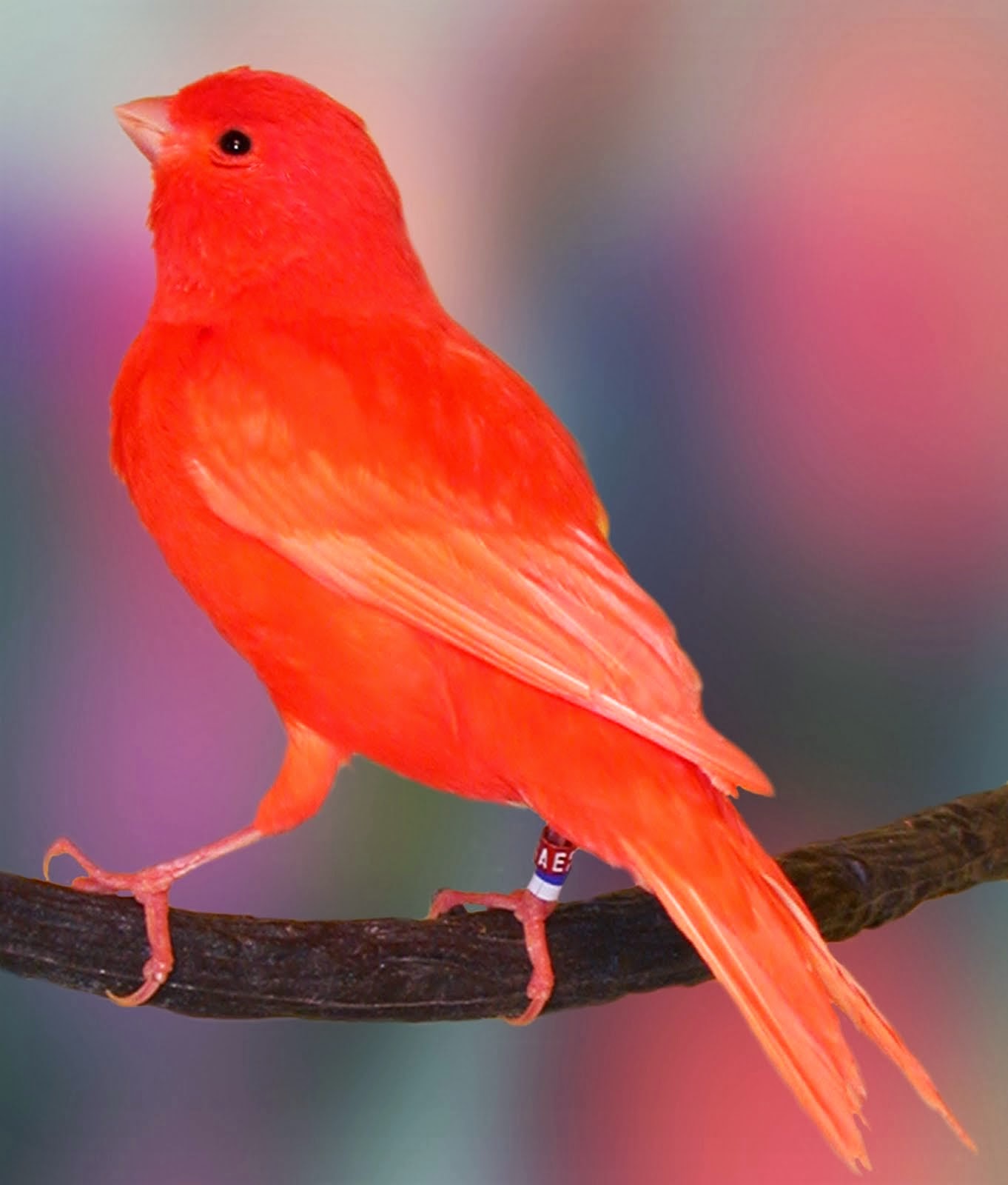 Kumpulan Foto Burung Kenari Yorkshire Jantan | Burung Muda BeNG