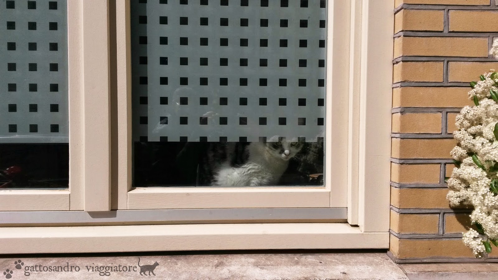 Gatto alla finestra