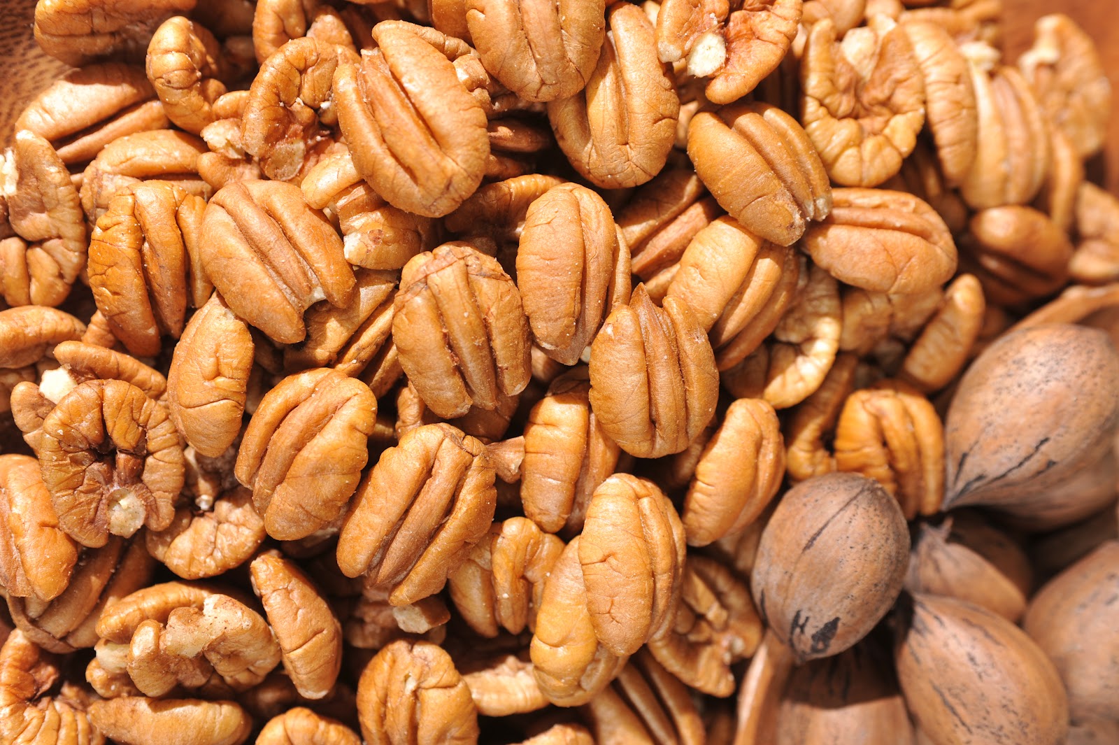 Nueces pecan wallpapers