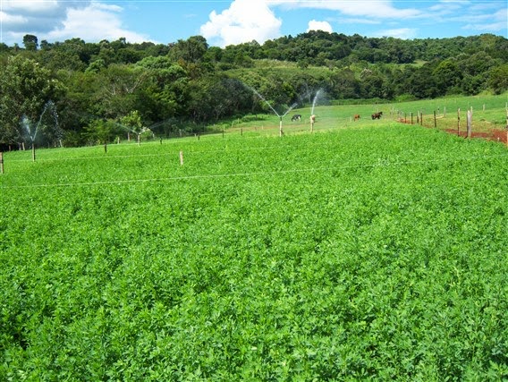 Cultivo de alfafa, na foto vemos cultivo irrigado
