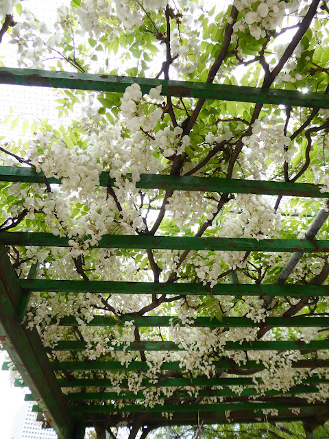 下福島公園（しもふくしまこうえん）の藤の花