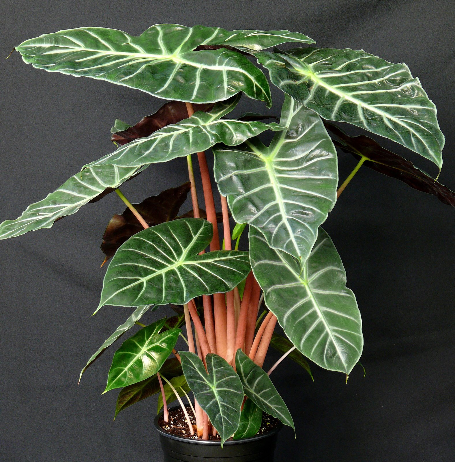 ALOKASIA/ALOCASIA SP. Ensiklopedia Tumbuhan