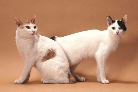 TODO SOBRE MI GATO: Gatos y culturas: JAPÓN