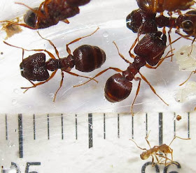 The major workers of this rare Pheidole species
