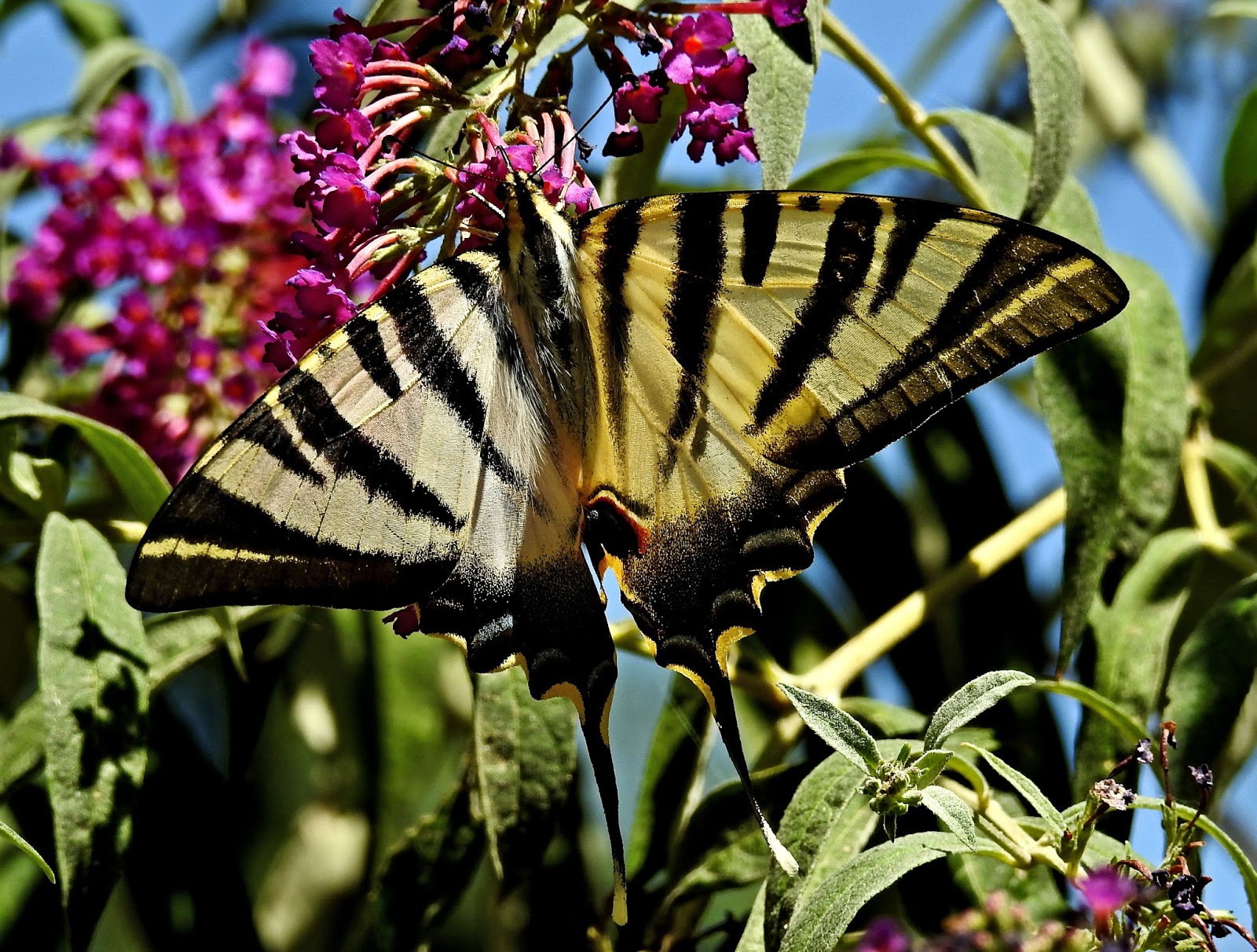 Butterfly Islands: Not So Scarce Swallowtail