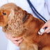 How to Know If Your Dog Has Disease