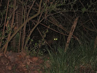 Cat eyes shining in the dark