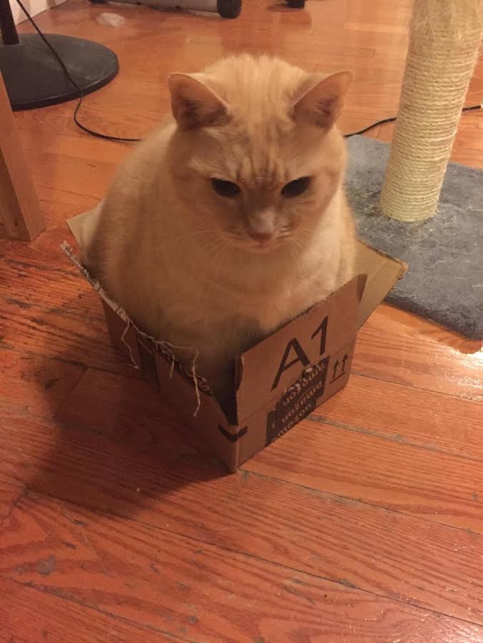 Tuppy In A Box, Amazon Gift Bags