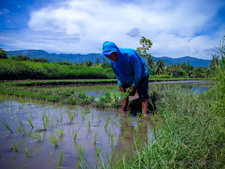 Beautiful Moment A Farmer Planting Rice In The Rice Fields Scenery At The Village