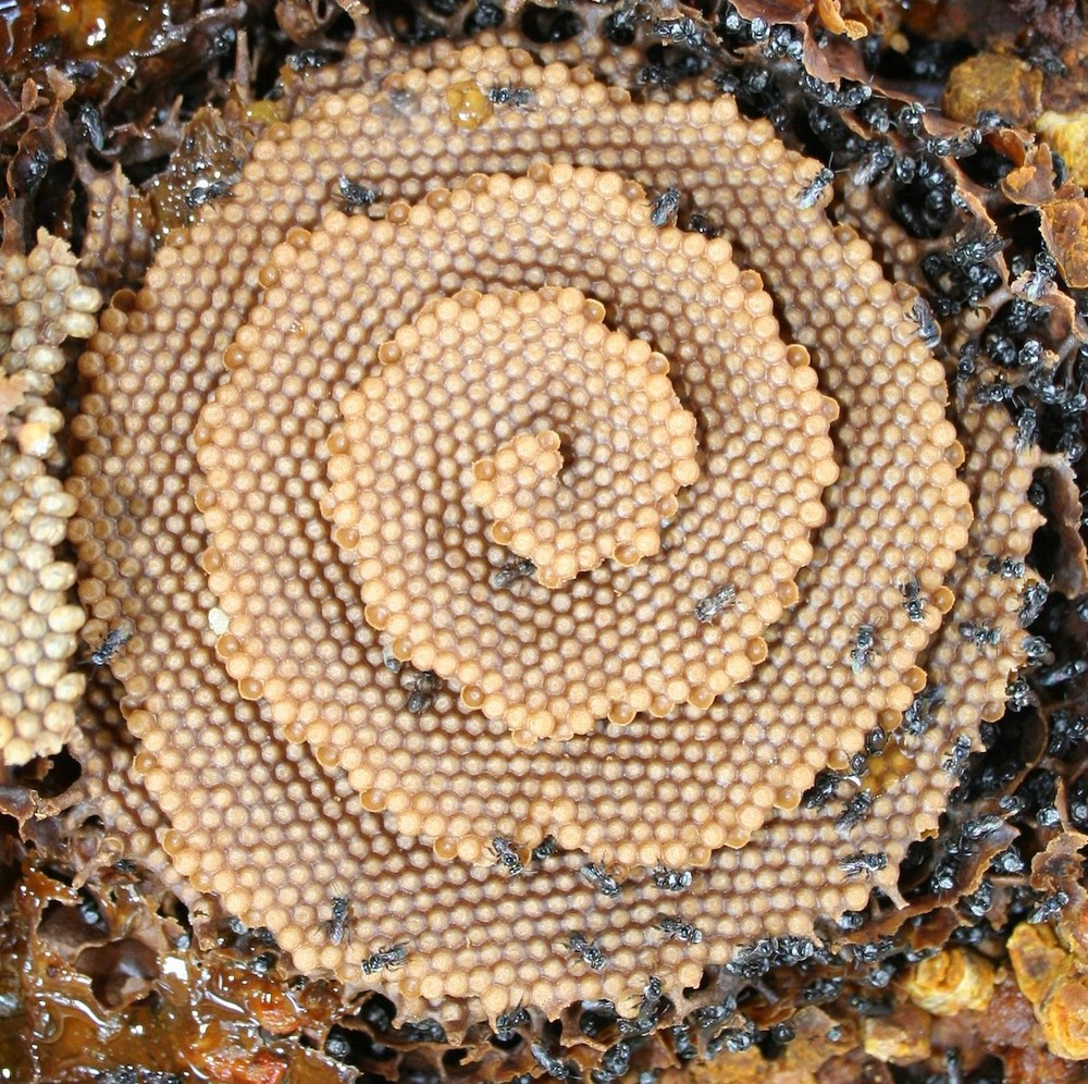 Sugarbag Bees