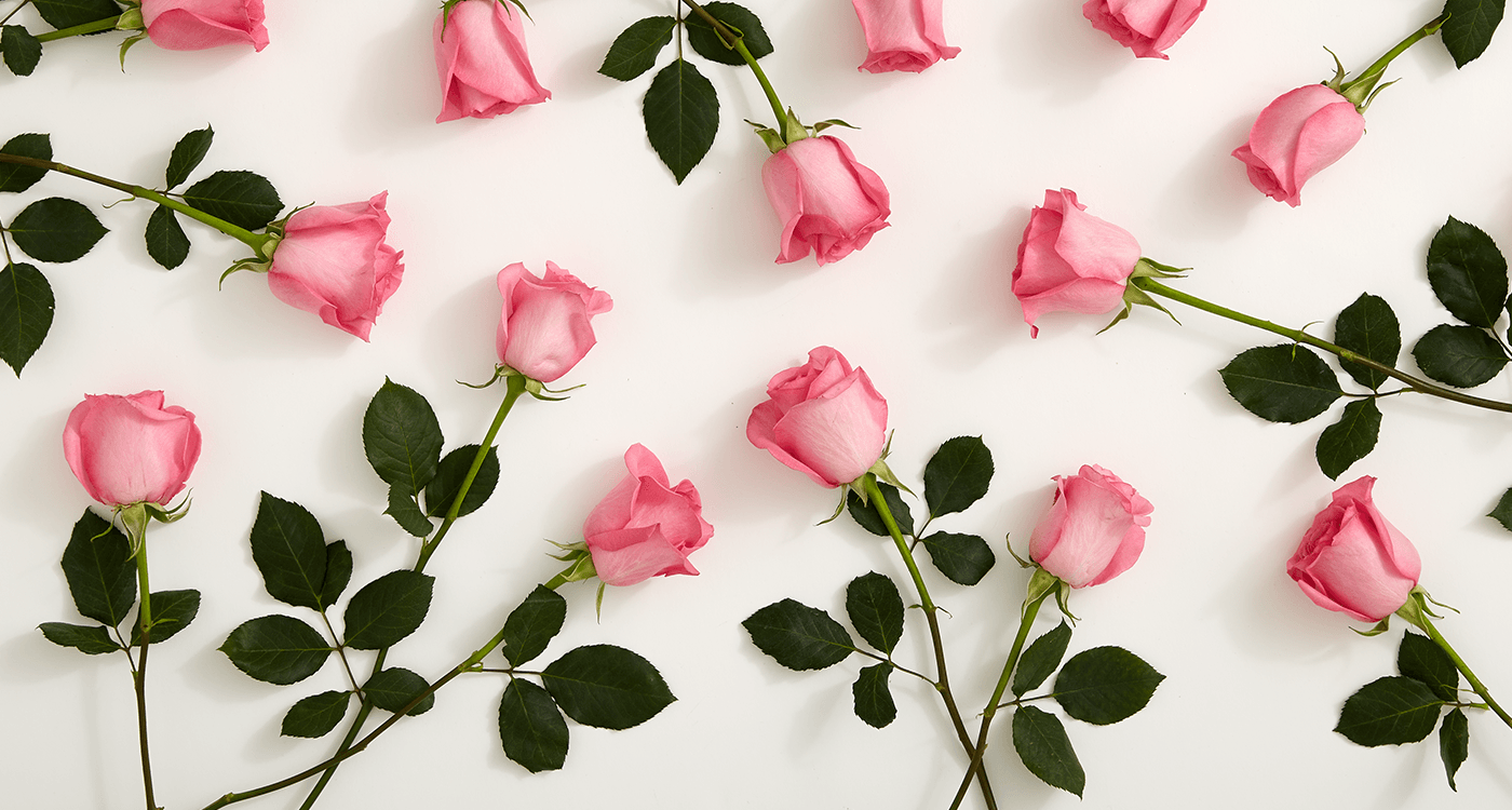 Kumpulan Galeri Gambar  Bunga  Mawar  Pink  Merah Muda Cantik 