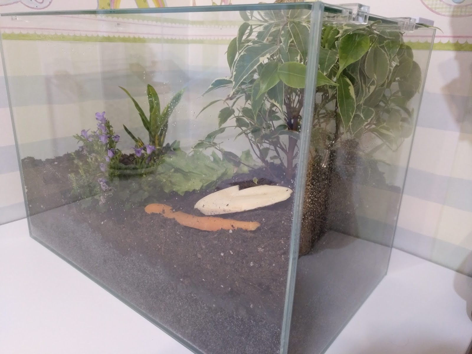 Pet Snail Tanks! PetSnails Forum