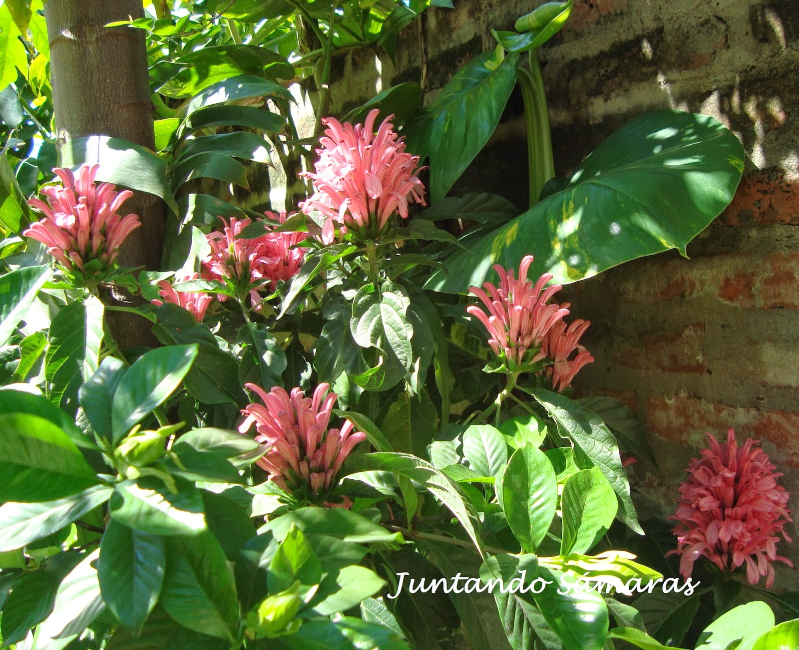 Juntando sámaras JACOBINIA