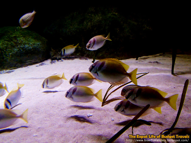 bowdywanders.com Singapore Travel Blog Philippines Photo :: Singapore :: Marine Life Park: S.E.A. Aquarium – World’s Largest Aquarium 