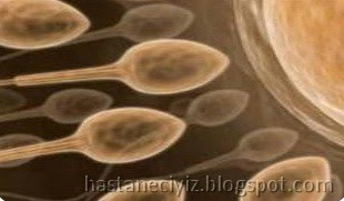 spermin yumurtaya girişi