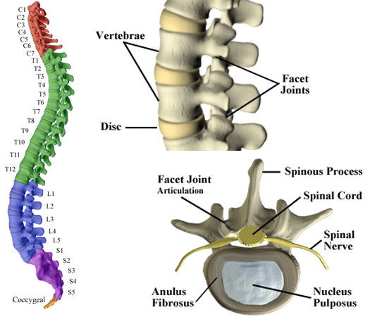 Chiropractic Care, Ltd.: The Spine: Support System for Your Body