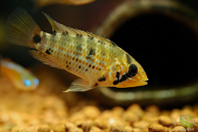 Apistogramma cf. alacrina from rio Caquetá