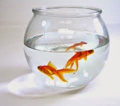 The Goldfish Bowl - A Publishing Analogy 