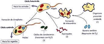 Teoria Endosimbiosis