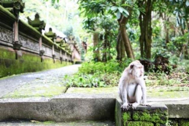 Ubud Monkey Forest,bali destinations guide map for couples families to visit,bali honeymoon destinations,bali tourist destinations,bali indonesia destinations,bali honeymoon packages 2016 resorts destination images review,bali honeymoon packages all inclusive from india,bali travel destinations,bali tourist destination information map,bali tourist attractions top 10 map kuta seminyak pictures,bali attractions map top 10 blog kuta for families prices ubud,bali ubud places to stay visit see