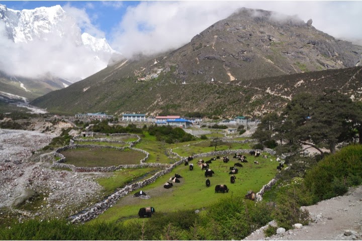 Genetic origins of high-altitude adaptations in Tibetans