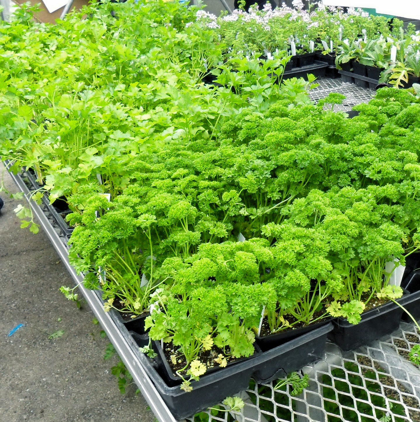 Backyard Patch Herbal Blog Flat parsley & Curly Parsley Herb of the Week