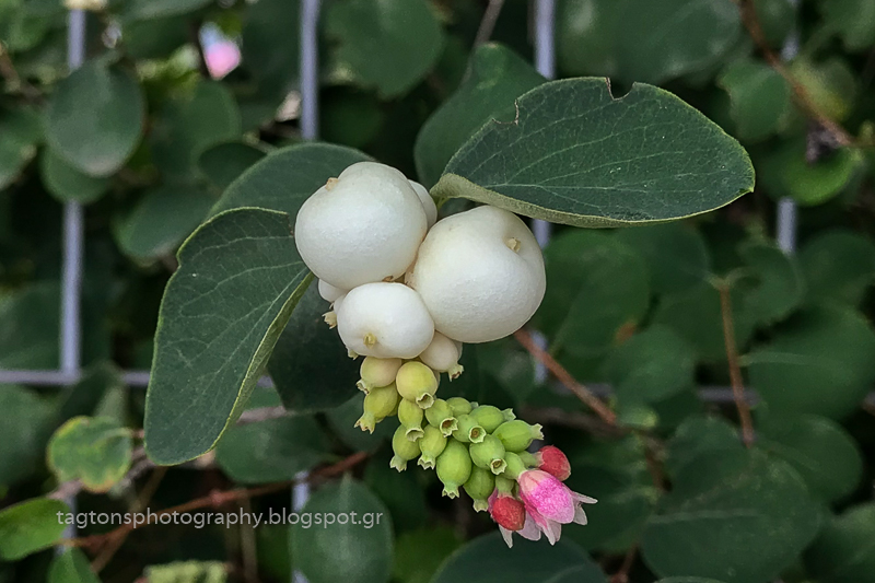 Camissonia S Ca Native Plant Life List Symphoricarpos Albus