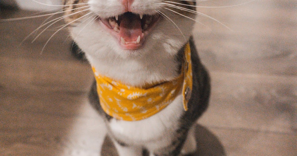 "Enough to make a cat laugh" nghĩa là gì?