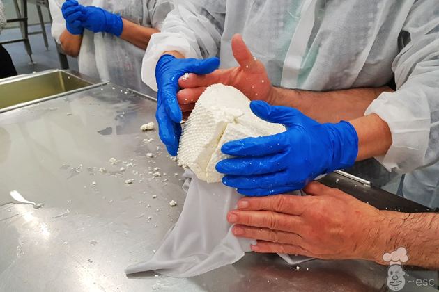 elaboración del queso roncal paso a paso
