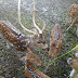 Deer Farming