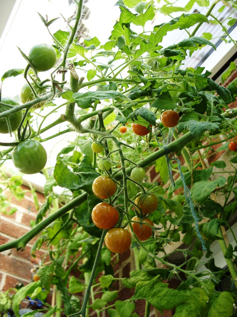 Kelli's Northern Ireland Garden Tomatoes in October