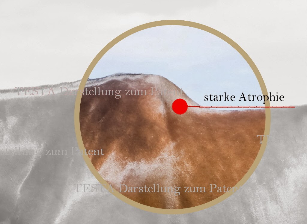 Mein Pferd stolpert Gründe für das Stolpern und dessen ProblemLösung.