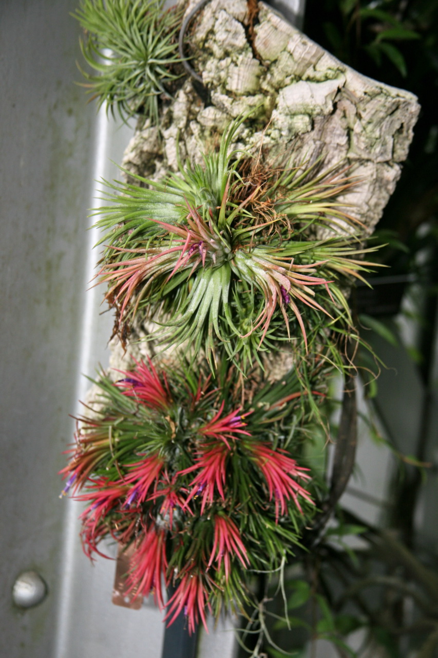 ブロメリア・エアープランツ Tillandsia ionantha 'monstrose