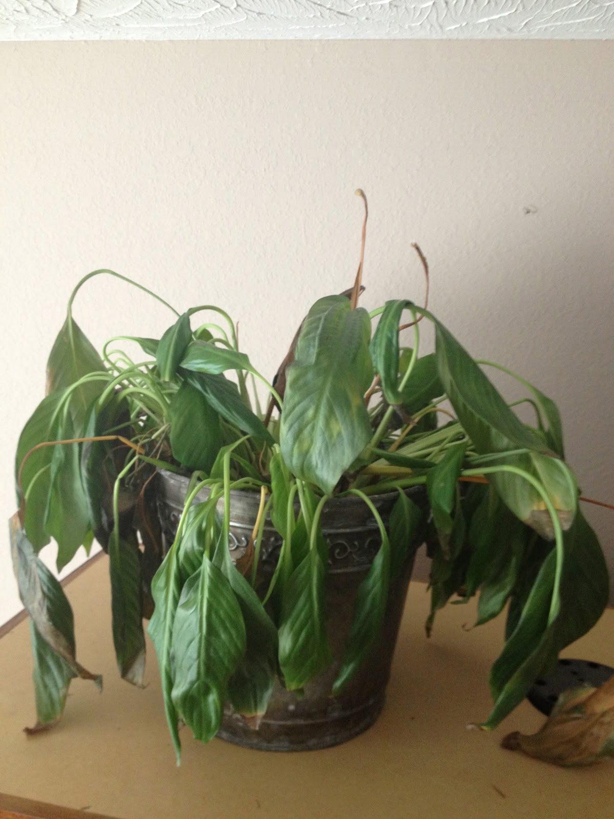 The Seeds You Sow Speaking of Plants...