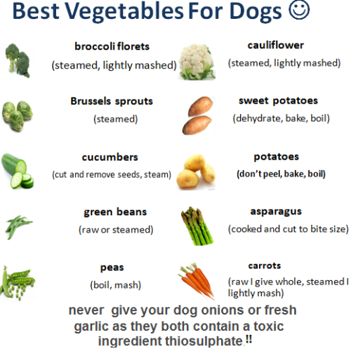 1bestdog dog vegetables what is the best vegetables for