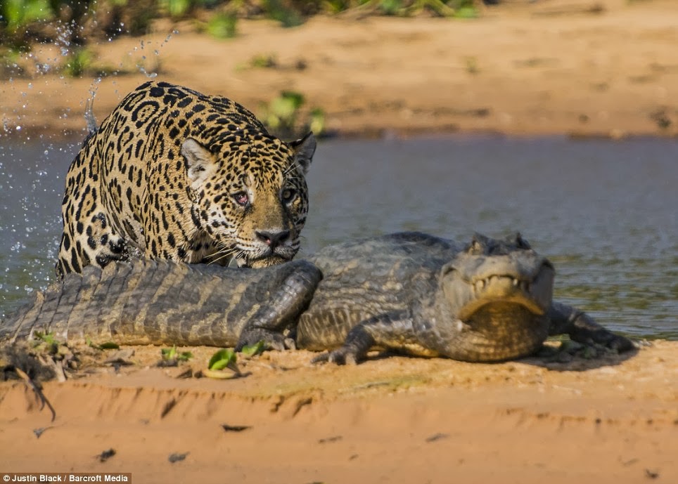 Creativity: Video ..Spotted tiger kills the crocodile in seconds