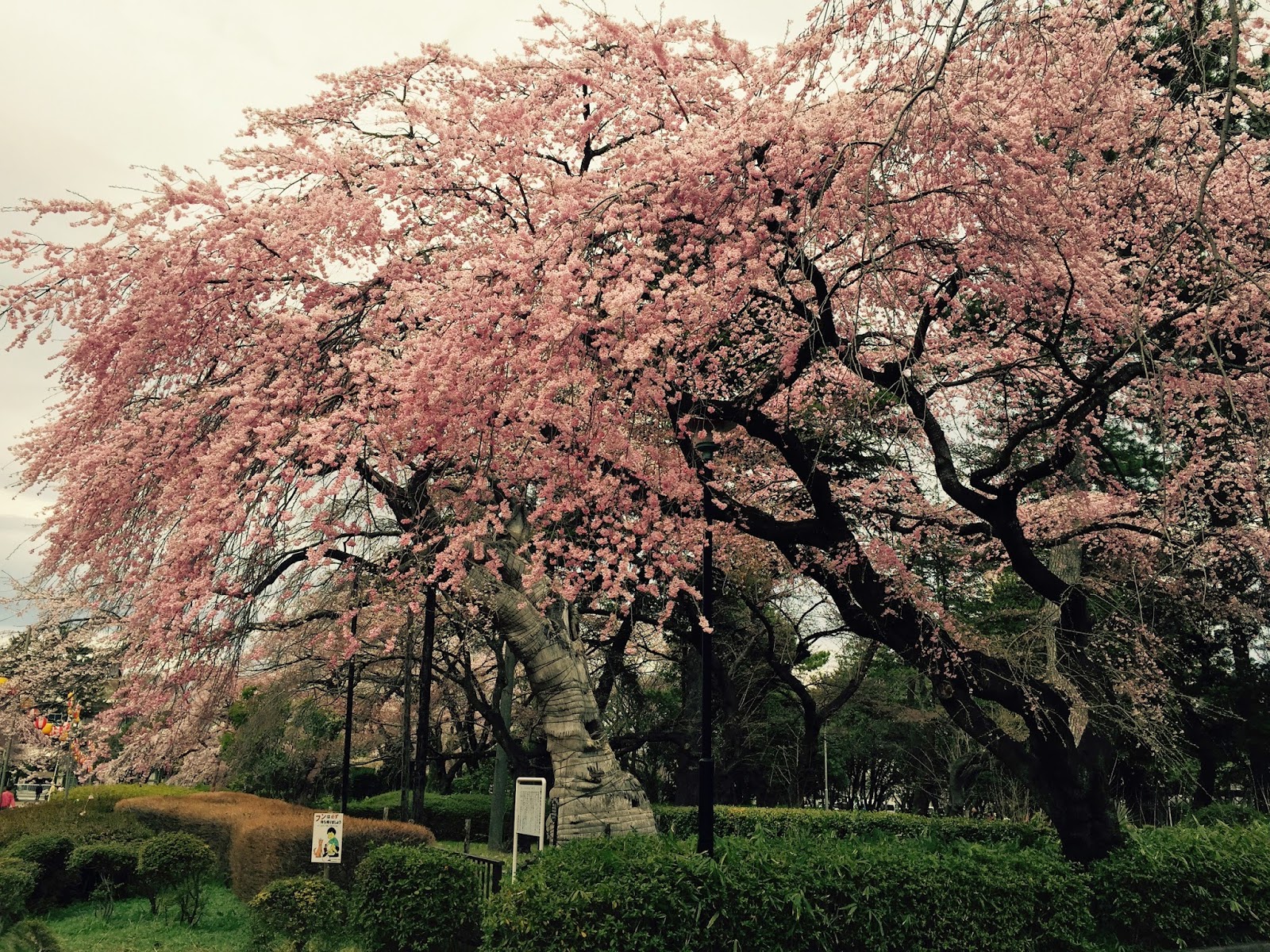 今日の仙台 榴岡公園の桜