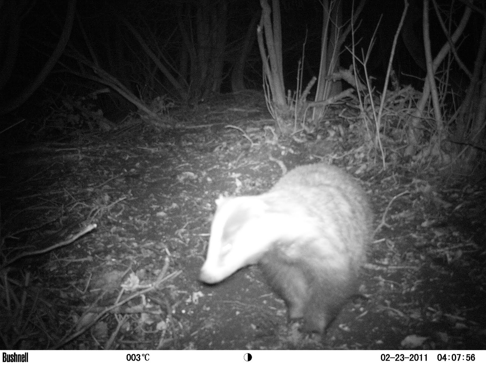 bigcatdetective: Badger at night