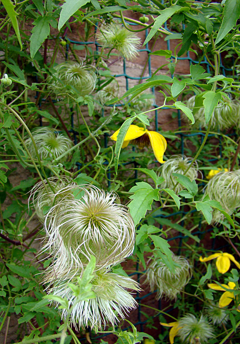 Flowers by Friends Unusual flowers Clematis by Liz
