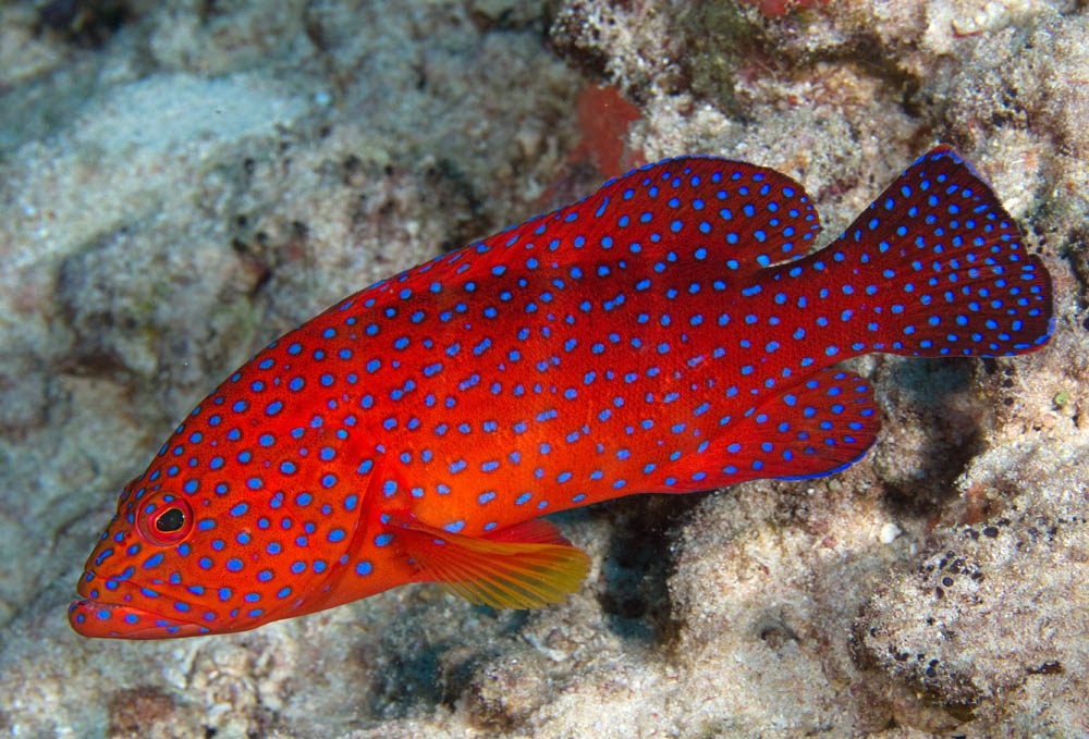 grouper fish grouper fish