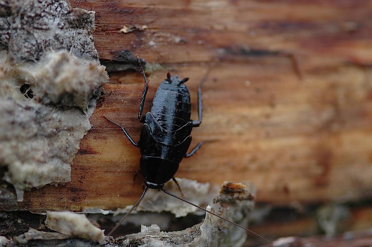 Field Biology in Southeastern Ohio Under a Log, part 2