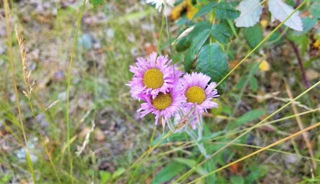 Wildflowers in Quartz Lake