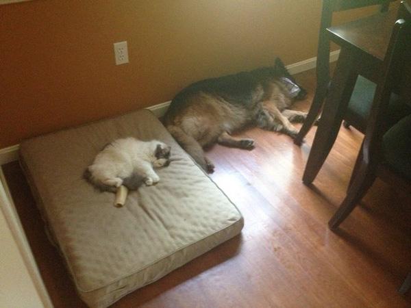 17 chú chó cảm thấy hờn cả thế giới vì bị mèo KS mất chỗ ngủ