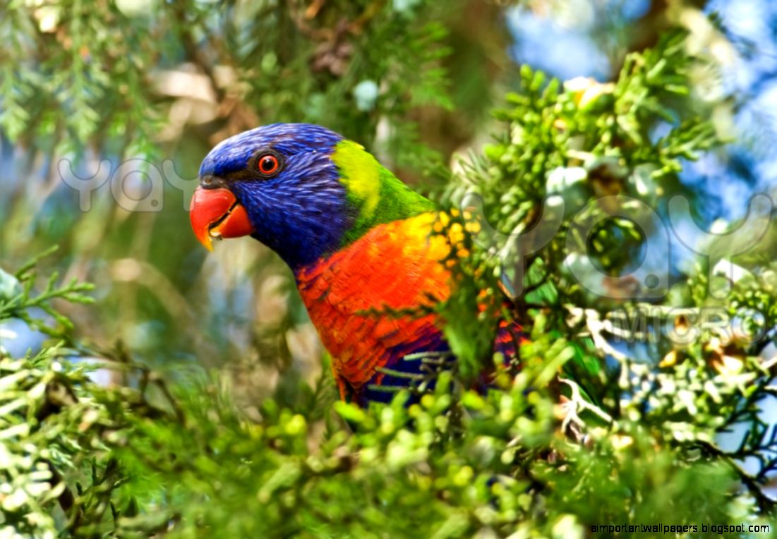 20 Rainbow Lorikeet Parrot HD Wallpapers 1189  Lorikeet Bird Hd