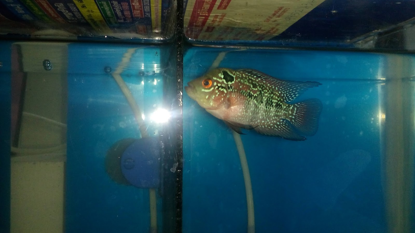 KARTHI'S BLOG BABY FLOWERHORN GROWING TIPS