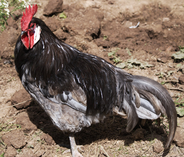 andalusian chicken, andalusian chickens, andalusian chicken pictures, andalusian chicken characteristics, andalusian chicken behavior, andalusian chicken temperament, andalusian chicken facts, andalusian chicken color, andalusian chicken eggs, andalusian chicken breed, blue andalusian chicken, black andalusian chicken, andalusian chicken genetics