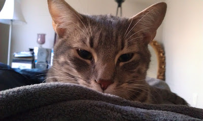 Figuring Out Life: Cats Meow: Cuddle Bugs