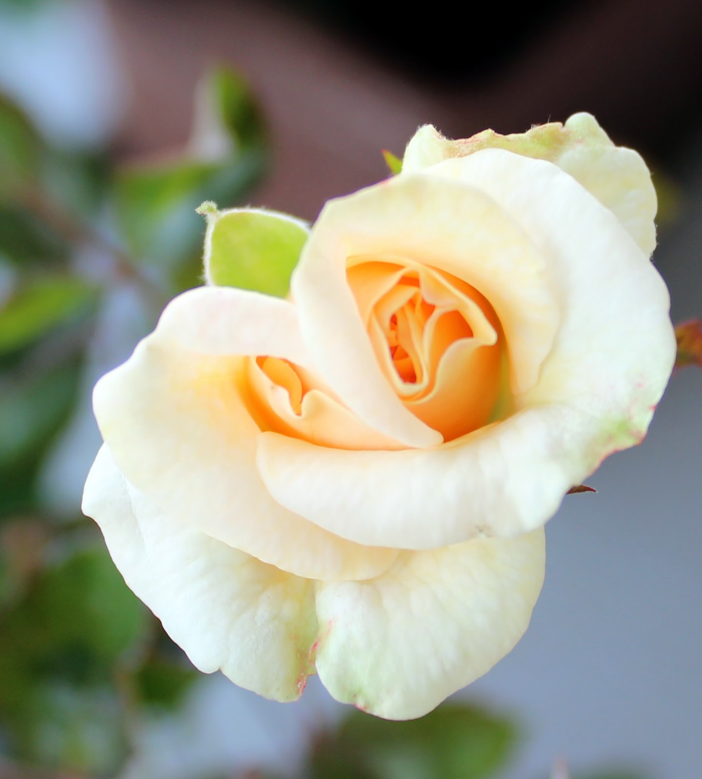 Das Leben Ist Bunt Sommerwonne